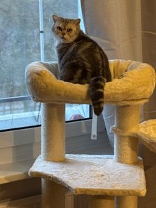 FEANDREA Kratzbaum 186 cm, Katzenbaum für große katzen, 13 dicken Säulen (11 cm d), stabil, Kippschutz, Tintenschwarz Kunden-Foto 30