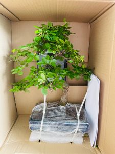 Bonsai Baum mit Keramik Blumentopf - Ligustrum, Ficus, Carmona, Podocarpus, Chinese elm - ca. 6-9 Jahre (20cm Schale ca. 8 Jahre, Chinese elm P20 S) Kunden-Foto 3