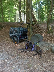 Doggyhut S-Line XXL Hundeanhänger & Hundebuggy mit Federung 2 in 1 Hunde Fahrradanhänger Jogger gefedert bis 45 kg Kunden-Foto 4