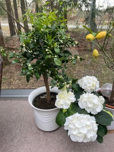 Mandarinenbäumchen 80-100 cm - Citrus reticulata - Mandarine (Pflanze) Kunden-Foto 2