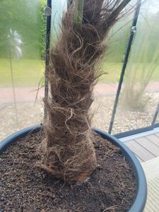 XXXXL 210 - 230 cm Trachycarpus fortunei Hanfpalme, winterharte Palme bis -18°C Kunden-Foto 14