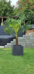 XXL+ Palme winterhart 170 - 190 cm Trachycarpus fortunei, Hanfpalme, Kunden-Foto 14