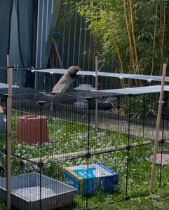 EUGAD Freigehege für Kleintiere 72cm hoch Indoor&draußen, Metallgitter schwarz Kunden-Foto 1