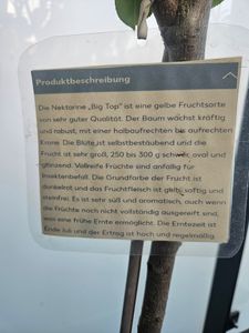 Prunus Persica 'Nectared' Nektarine - Höhe 100 cm - 5-Liter-Topf Kunden-Foto 1