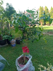 Litchi chinensis 70-100 cm Litschi Lychee Kwai May Pink Baum Pflanze lecker Obstbaum Früchte Kunden-Foto 2