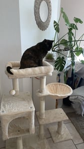 Yaheetech Katzenbaum Kratzbaum Plüsch Kletterbaum Katzenkratzbaum mit Liegefläche und Höhle Katzenmöbel Höhe 96 cm Beige Kunden-Foto 5