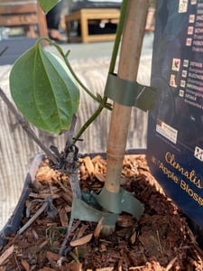 Clematis Armandii (zimozielony i odporny) - Wieloletnie pnącze - Biały - Doniczka 2 litry | Odporny, pachnący i wieloletni Zdjęcie produktu od klienta nr 1