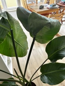 [Palmenlager] XL Strelitzia nicolai - Paradiesvogelblume - 140 cm - 3er Tuff / Baumstrelitzia / mediterrane Pflanze Kunden-Foto 6