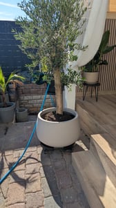 Olivenbaum Olive "20 Jahre" beste Qualität, Stammumfang 20 - 30 cm, winterhart, Olea Europaea Kunden-Foto 1