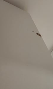 Drehtürenschrank Kleiderschrank Schrank mit Spiegel 100 cm Sonoma/Sonoma - Szantal 2D Kunden-Foto 6