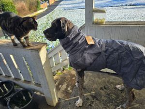 Hurtta 933702, Hund, Anorak, Grau, Einfarbig, 800 mm, 60 cm Kunden-Foto 1
