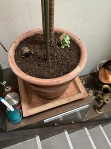Biovita Orchideen-Substrat 3L Kunden-Foto 1