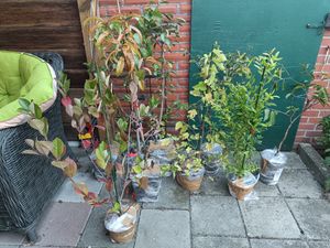 Food Waldpaket - Exotisch und winterhart - 13 Obstpflanzen - Wildpflücken auf 20m2 - Permakultur-Gemüsegarten Kunden-Foto 1