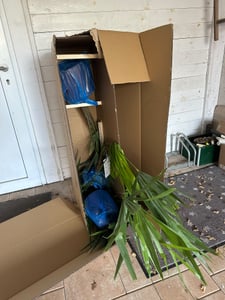 Konopná palma čínská 130 - 160 cm Trachycarpus fortunei - mrazuvzdorná palma Fotografia od zákazníka č. 10