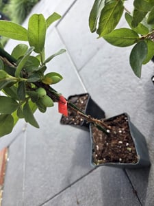 Lot de 4 chèvrefeuilles - Lonicera caerulea « Larissa », « Rebecca » - Pot de 9 cm - Assortiment A Photo du client 2