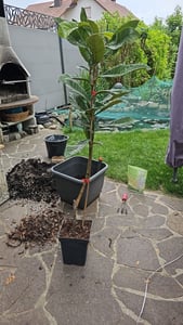 Eriobotrya japonica 'Tanaka', Japanische Mispel, Höhe 100 cm, 5-Liter-Topf Kunden-Foto 4