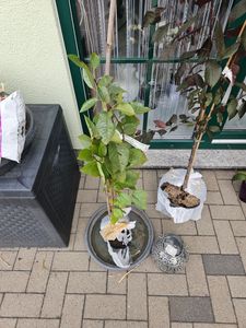 Jade (S) großfruchtige Sauerkirsche ertragreiche Sorte Buschbaum ca. 100-125 cm 3,5 Liter Topf Kunden-Foto 1
