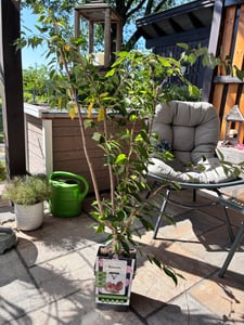 Prunus serrulata 'Kanzan' 100–120 cm – japonská třešeň, okrasná třešeň, růžový kvetoucí strom, mrazuvzdorný okrasný strom do zahrady a předzahrádky Fotografie od zákazníka č. 7