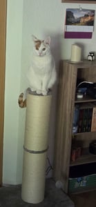 Feandrea Kratzbaum, Kratzsäule, 17 cm dicker Stamm, Kratzstamm auch für große Katzen wie Maine-Coon-Katze Kunden-Foto 1