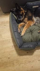 Pelech pre psov KINGDOG 115x95 cm personalizovaný vodotesný zelený Fotografia od zákazníka č. 1