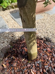 Olivenbaum Olive "Angebot" 150 - 180 cm, beste Qualität, winterhart, Olea Europaea Kunden-Foto 58