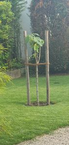 Feigenbaum 150-180 cm Obstbaum winterhart kräftiger Stamm, Ficus Carica, Feige, Obst Kunden-Foto 3