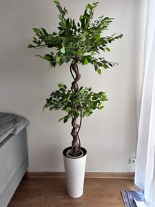 Ikodm umelá rastlina Ficus, výška 150 cm, nevyžaduje zalievanie, strihanie ani hnojenie Fotografia od zákazníka č. 1