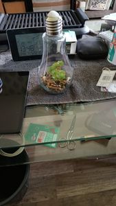LED Tischleuchte mit Pflanze Ø 11 cm H 23 cm Glas 2-er Set Kunden-Foto 1