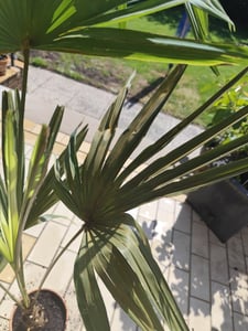 Trachycarpus fortunei Hanfpalme bis 130 cm Höhe aus Freilandzucht. Frosthart bis - 19 Grad Indoor und Outdoor Kunden-Foto 19