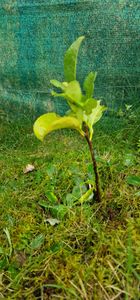 Lauroceraso 'Novita' 30-50 cm - 1 Pflanze - Prunus laurocerasus 'Novita' - Topfgewachsen Foto del cliente 6
