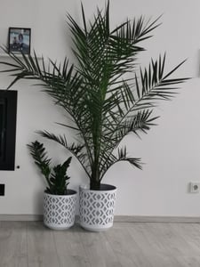 Kanarische Dattelpalme 120-150 cm - Phoenix canariensis - Phönixpalme Kunden-Foto 1