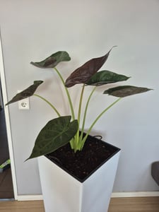 Alocasia Regal Shield, altezza 60-80 cm. Conosciuta anche come "Elefantenohr" o "Pfeilblatt", è una pianta tropicale da interno, una grande pianta verde ideale per il soggiorno Foto del cliente 3