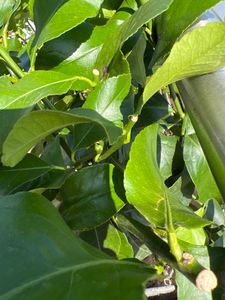 Grünwaren: echter Zitronenbaum 70 - 100 cm Zitrone Citrus Limon Zitruspflanze Kunden-Foto 12