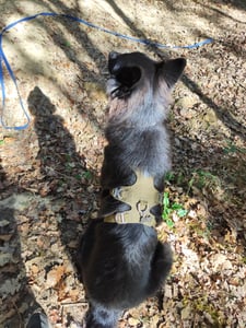 Pettorina anti-fuga per cani da guardia Winhyepet XL Foto del cliente 2