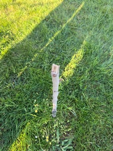 Mespilus Germanica 'Westerveld', Mispel, 5-Liter-Topf Kunden-Foto 1