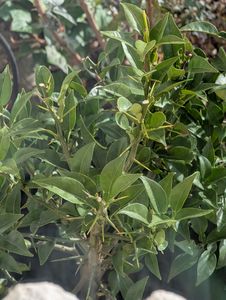 Citrus Yuzu 130 - 150 cm, Zitronenbaum Zitrone, japanische Zitrone, winterhart Kunden-Foto 5