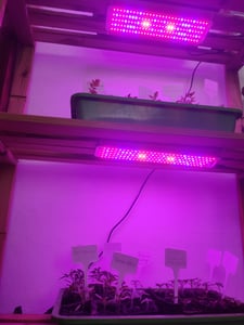 LED lampa na rostliny s plným spektrem, LED lampa na rostliny 450 LED diod, rostoucí lampa na rostlinné police pro vnitřní rostliny ve skleníku (3 světelné panely, červená, modrá, teplá bílá) Fotografie od zákazníka č. 2