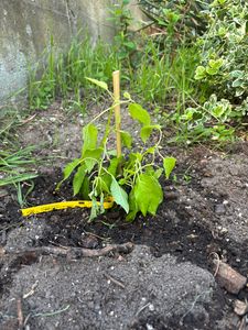 BALDUR Garten 2x Winterharte Zwerg-Hortensien 'Koreana', im 9x9 cm-Topf, Hydrangea marcrophylla, Bodendeckerpflanzen winterhart, pflegeleicht, für Standort im Schatten geeignet, blühend Kunden-Foto 4