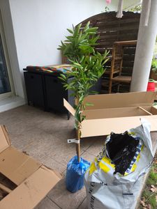 Citroenboom Clementine Spinoso (120-150 cm) – Zoete clementijnpruik voor tuin en terras, winterhard, draagt vruchten Klantenfoto 1