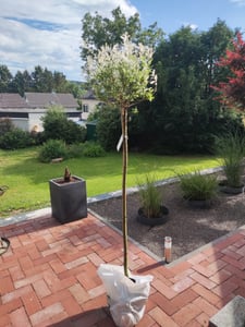 Salix Hakuro Nishiki, Höhe 170-180 cm, Harlekinweide, weiß-grünes Blatt, Japanische Weide Kunden-Foto 14