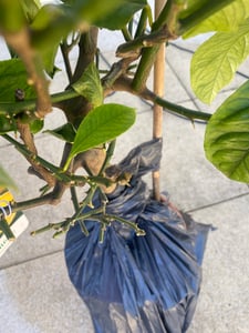 Grünwaren: echter Zitronenbaum 70 - 100 cm Zitrone Citrus Limon Zitruspflanze Kunden-Foto 9