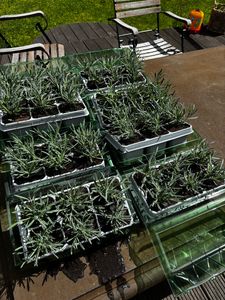 Blauer Duft-Lavendel 48 Lavendel Pflanze angustifolia - Lavendelpflanzen winterhart - echter lavendel - Gartenpflanzen -    48 x Ø7 cm - 15 cm Kunden-Foto 9