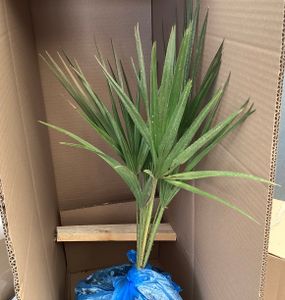 sada 2 mrazuvzdorných trpasličích paliem 70-90 cm Chamaerops humilis Jeden z najchladnejšie tolerantných druhov paliem v Európe Fotografia od zákazníka č. 10