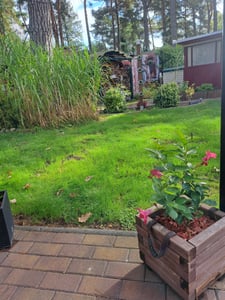 10 kg Rasensamen trockenresistent dürreresistent für Trockenrasen & Schattenrasen Samen Grassamen schnellkeimend, 400m², ideal für Neuansaat und Nachsaat, Rasensaat Grassamen Kunden-Foto 2
