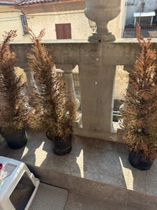 Picea glauca Conica 90–100 cm Zuckerhutfichte – Zwergfichte, immergrüne Gartenfichte, winterhart, Kegelfichte für Garten, Balkon & Kübel Kunden-Foto 3