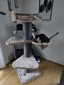 HAPPYPET Premium Kratzbaum Grosse Katzen Stabil 'Freddy' – 150 cm Großer Katzenbaum, Kletterbaum für Maine Coon, 20 cm Dicke Stämme - creme Kunden-Foto 6