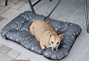 Hundebettkissen PRESTIGE 100x70 cm wasserdicht silberne Knochen Kunden-Foto 1