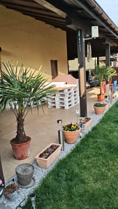 XXL winterharte Palme Hanfpalme 160-220 cm -18 °C Trachycarpus Fortunei Kunden-Foto 5