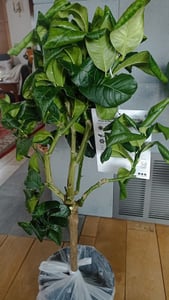 Plante « main de Bouddha » 70–100 cm – citron à doigts, citron-citrouille, arbre exotique Citrus medica pour balcon, terrasse et jardin Photo du client 2
