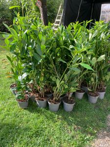 20 Kirschlorbeer-Pflanzen (Höhe: 30-40 cm ab 1,3 Liter Topf gemessen), Prunus laur. Caucasica, Heckenpflanzen Kunden-Foto 2